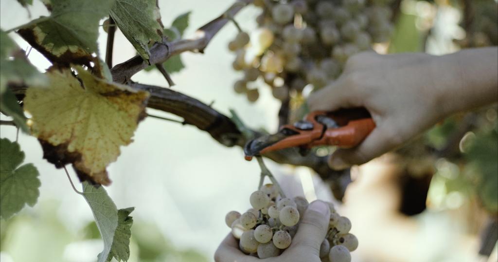 Quinta De Lourosa Konuk evi Lousada Dış mekan fotoğraf