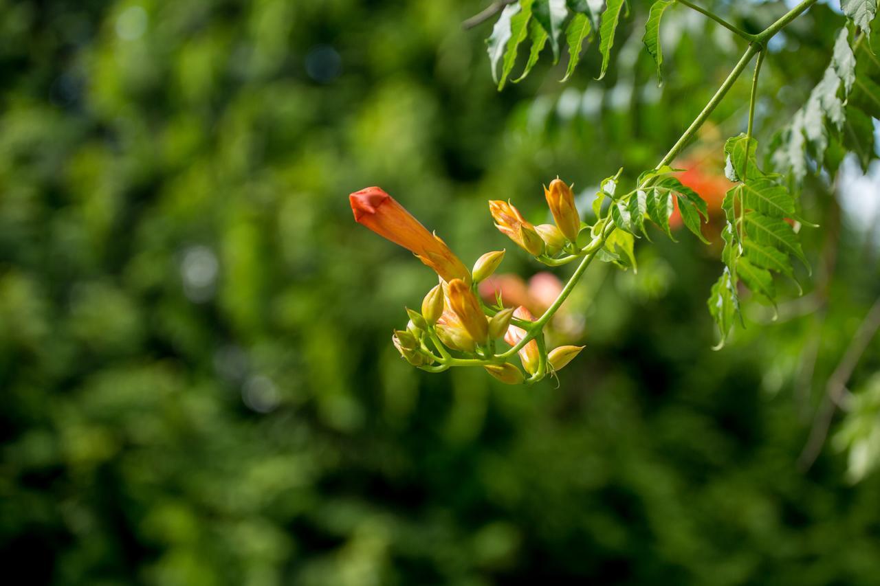 Quinta De Lourosa Konuk evi Lousada Dış mekan fotoğraf
