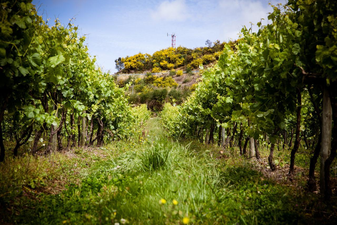 Quinta De Lourosa Konuk evi Lousada Dış mekan fotoğraf