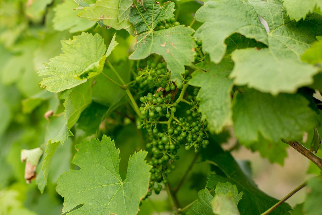 Quinta De Lourosa Konuk evi Lousada Dış mekan fotoğraf